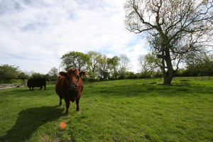 Whitley Elm Fields and Cows